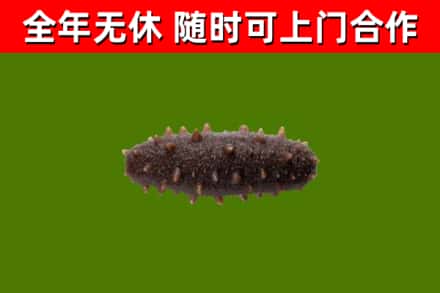 巴彦淖尔回收海参干